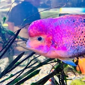 Meet your Posher, Angela